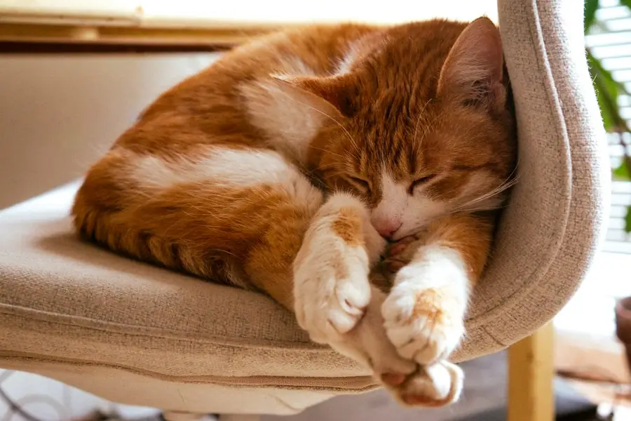 椅子の上で丸くなって眠る茶トラの猫