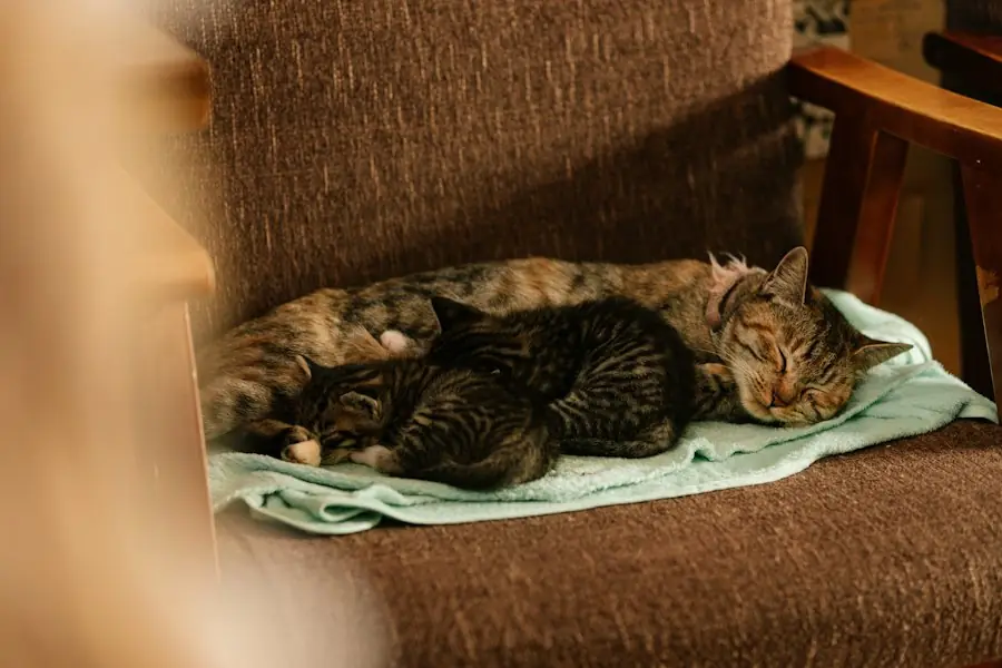 椅子の上で寄りそって眠る親子の猫