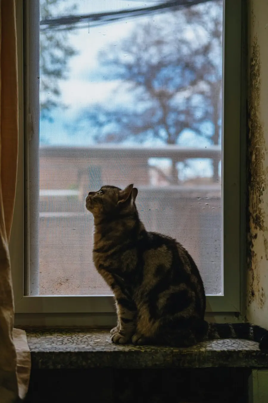 夕方の窓辺に座る猫