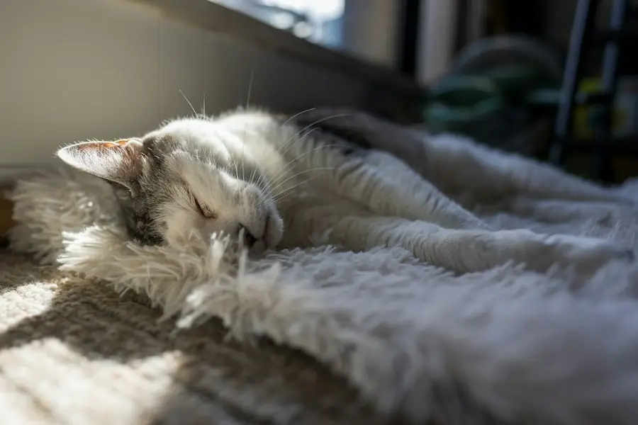 日だまりの毛布で眠る猫