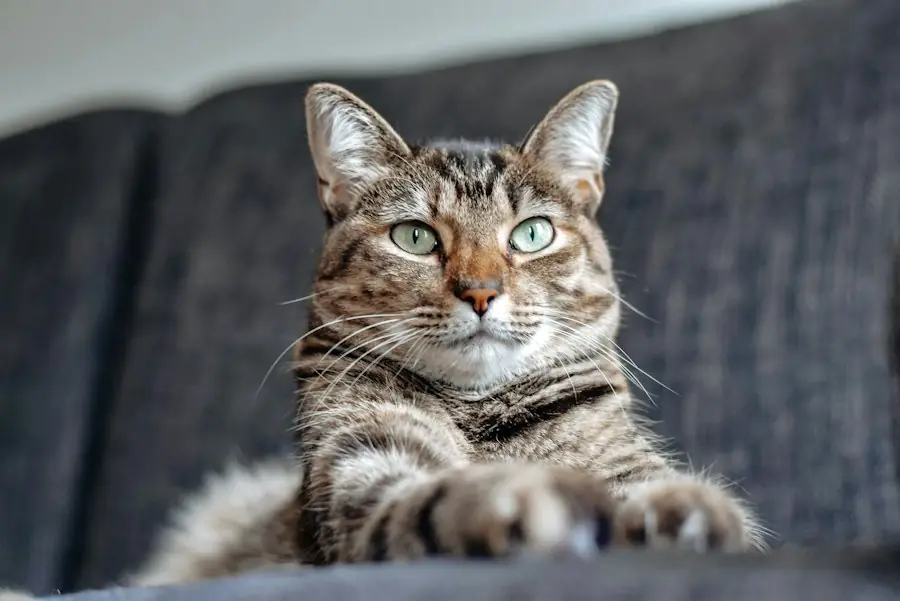 ソファの上からこちらを見つめるキジトラの猫