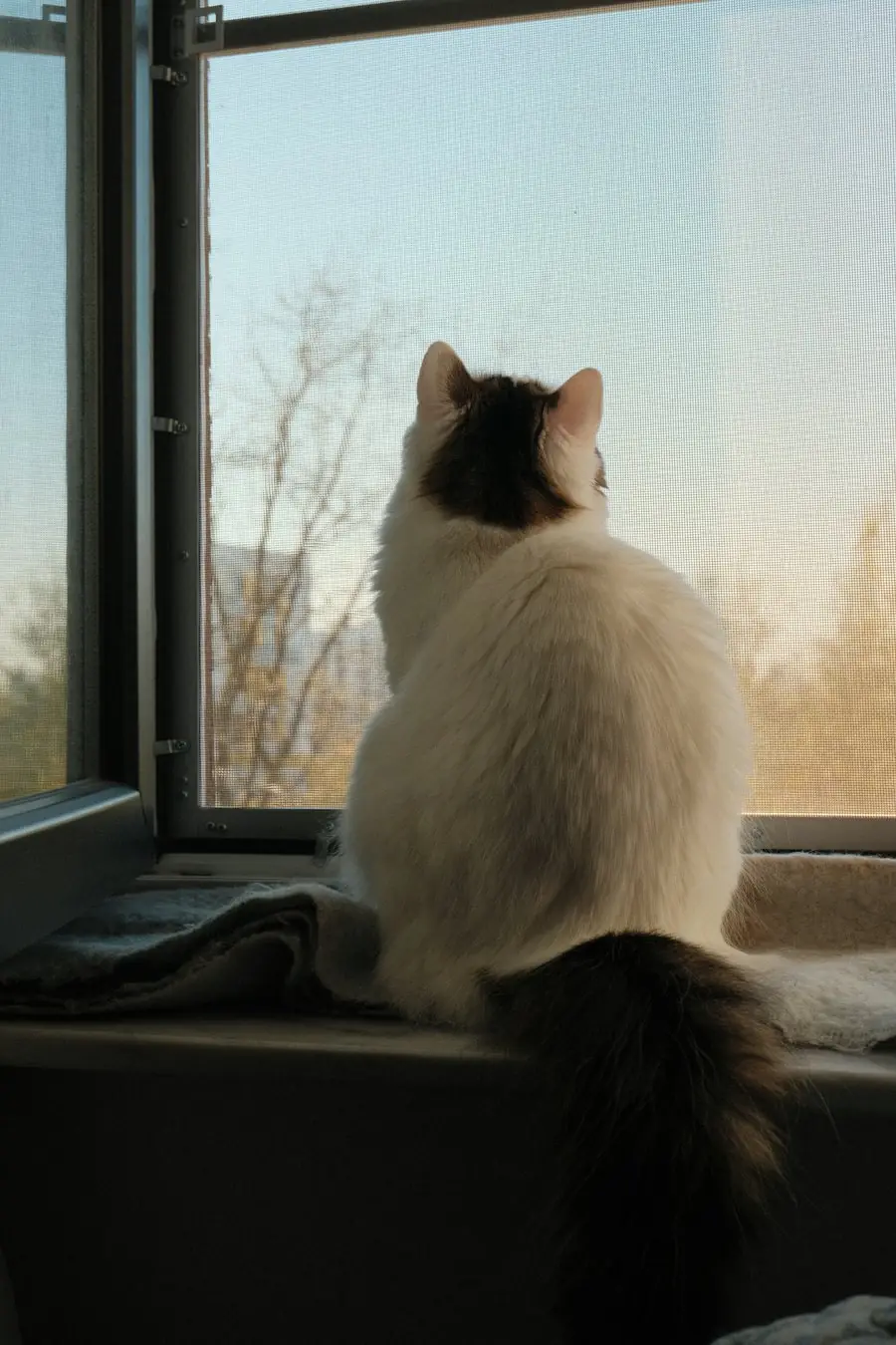 窓辺に座って外を見るふわふわの猫