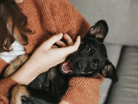なでられて口を開けてよろこぶ黒い犬