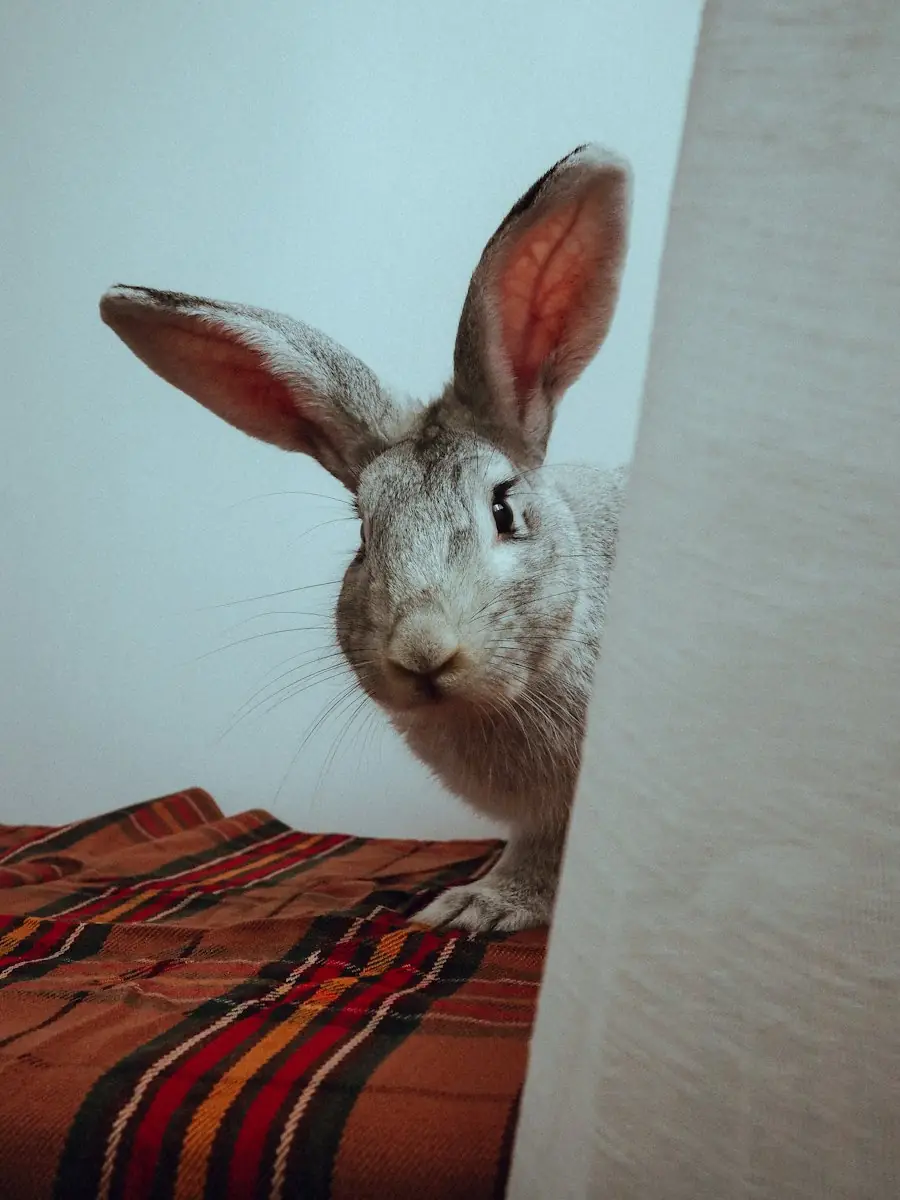 壁のかげから顔を出すうさぎ